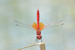 Sympetrum speciosum
