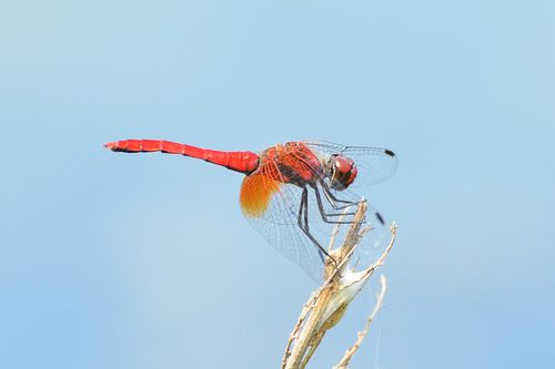 Sympetrum speciosum