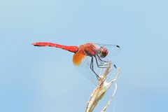 Sympetrum speciosum