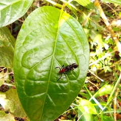 Thyrsophorinae