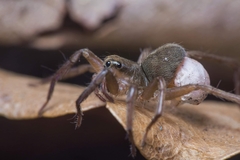 Trabea paradoxa