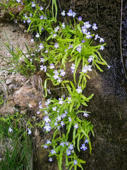 Pinguicula vallisneriifolia