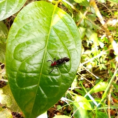 Thyrsophorinae