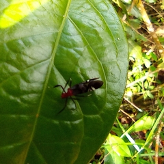Thyrsophorinae