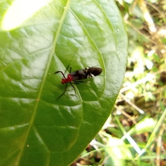 Thyrsophorinae