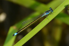 Ischnura elegans