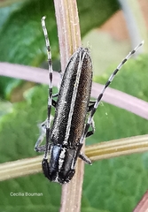 Agapanthia cardui
