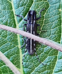 Agapanthia cardui