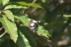 Hypolimnas anthedon anthedon