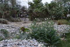 Argemone grandiflora