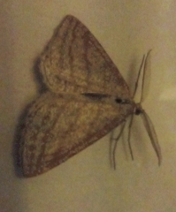 Perconia strigillaria