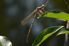 Platycnemis phyllopoda