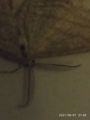 Perconia strigillaria