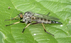 Neoitamus cyanurus