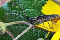Agapanthia cardui