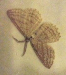 Perconia strigillaria