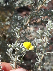 Aspalathus pedunculata