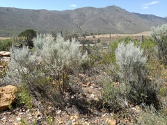 Aspalathus pedunculata