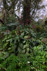 Odontonema callistachyum