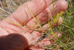 Parryella filifolia