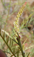 Parryella filifolia