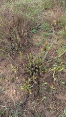 Leucadendron stellare