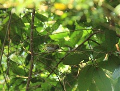 Erpornis zantholeuca