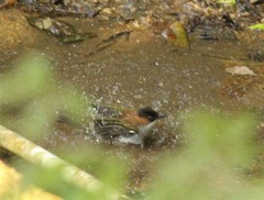 Hemixos castanonotus