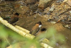 Hemixos castanonotus