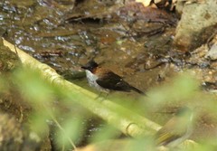 Hemixos castanonotus