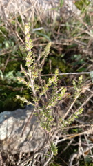 Muraltia macropetala