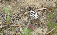 Melanargia ines