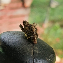 Psychidae