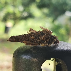 Psychidae