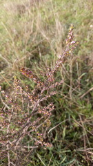 Muraltia macropetala