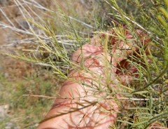 Parryella filifolia