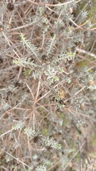 Oedera fruticosa