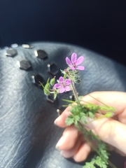 Erodium cicutarium