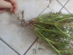 Erodium cicutarium