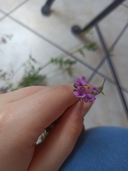 Erodium cicutarium