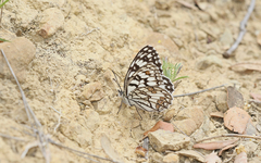 Melanargia ines