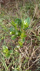 Solanum africanum