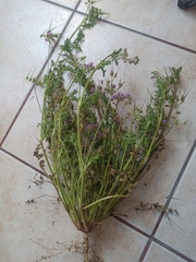 Erodium cicutarium
