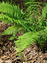 Deparia acrostichoides