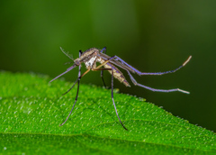 Psorophora longipalpus