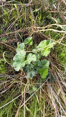 Pelargonium grossularioides