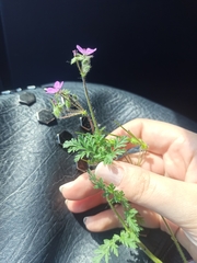 Erodium cicutarium