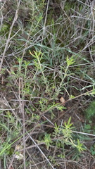 Psoralea uncinata