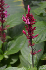 Odontonema callistachyum