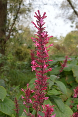 Odontonema callistachyum